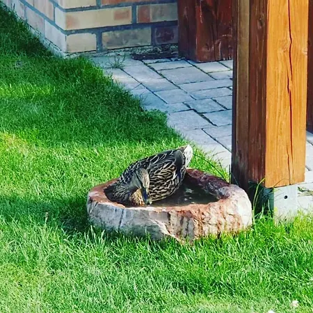 Botond Haz Балатонфюред